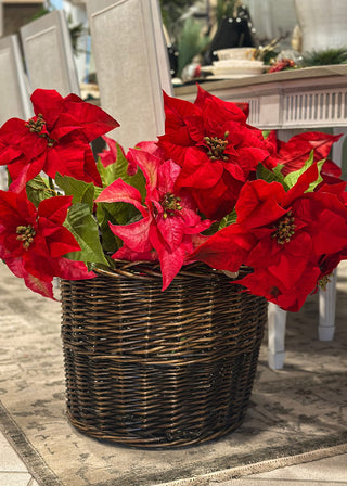 Basket of red poinsettias on a stone surface